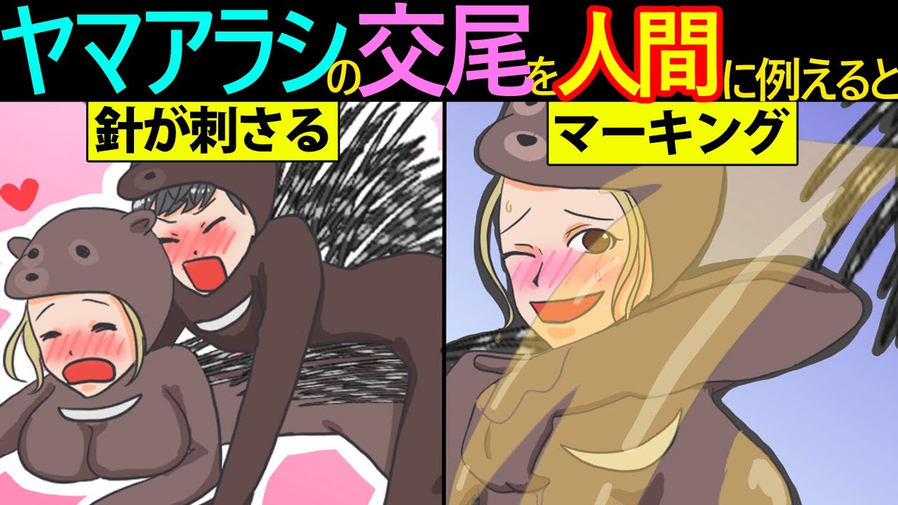 漫画 動物の特殊な交尾を人間に例えてみた ヤマアラシ ゴリラ編 マンガ動画 結日ゆいちゃんねる